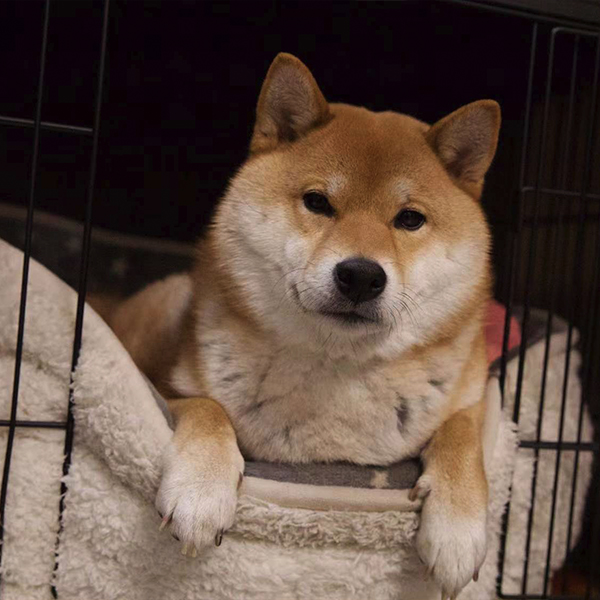 観光案内